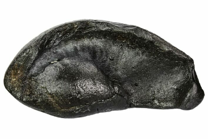 Fossil Whale Ear Bone - Miocene #109262